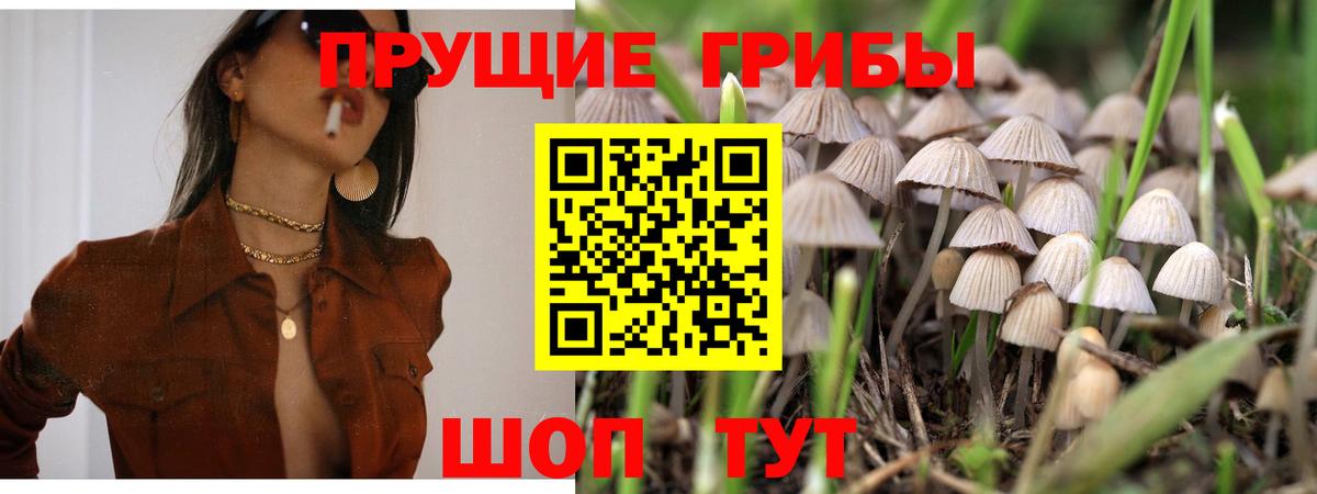 Карачаевск  как найти   Вход с VPN  Псилоцибиновые грибы мицелий 